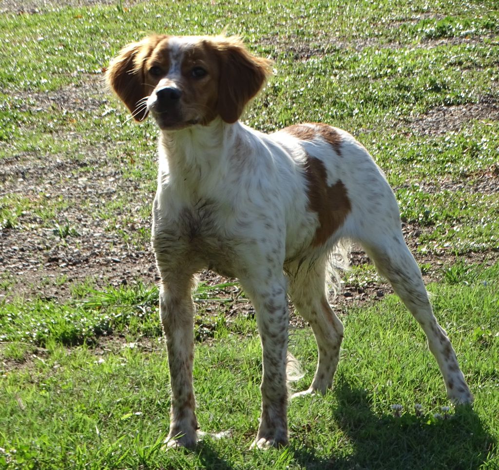 Sandy des hautes pousterles