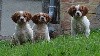  - CHIOTS EPAGNEUL BRETON