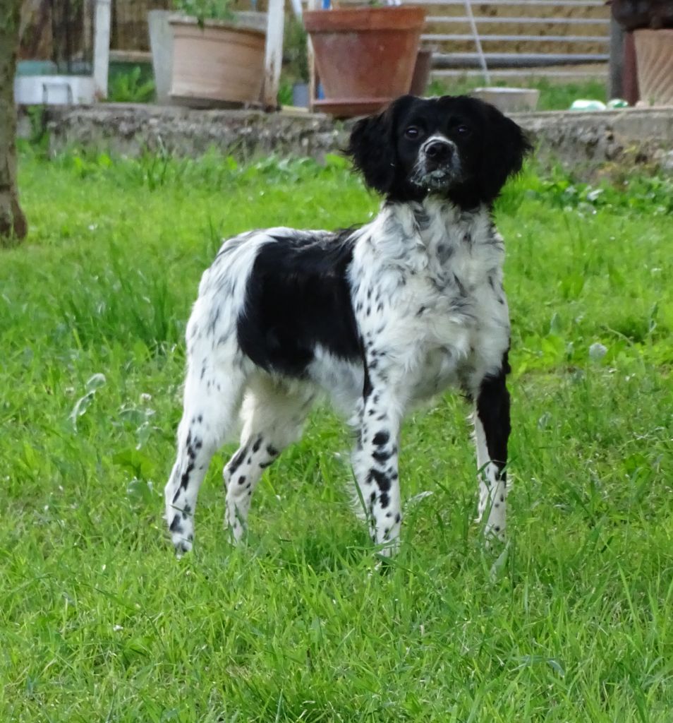 Umbria des hautes pousterles