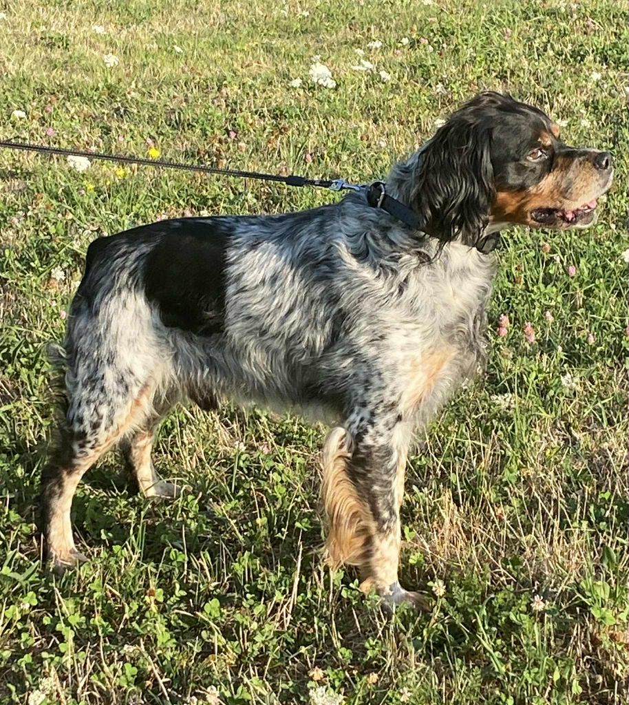 Luky des hautes pousterles