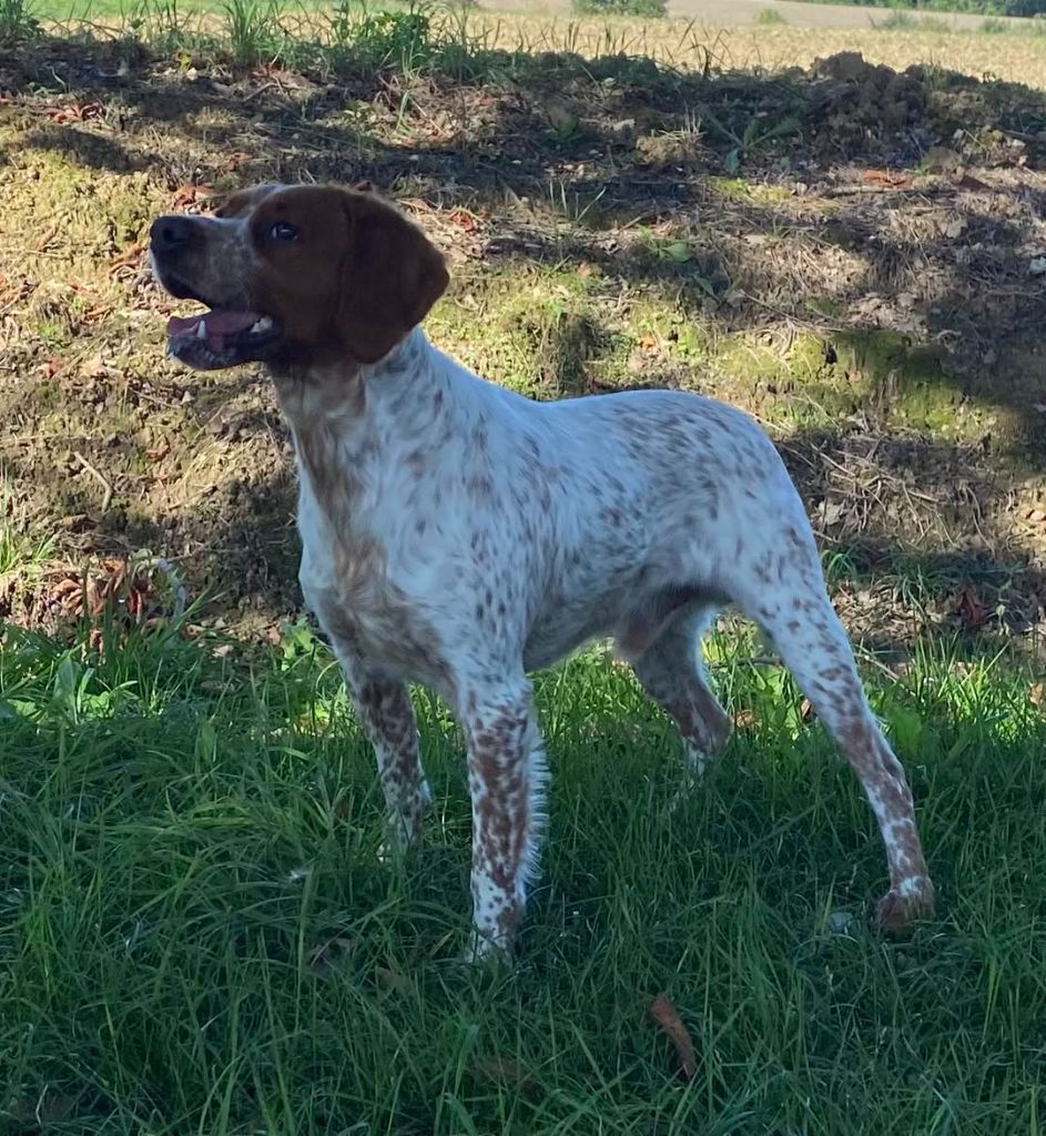 Tudor des hautes pousterles