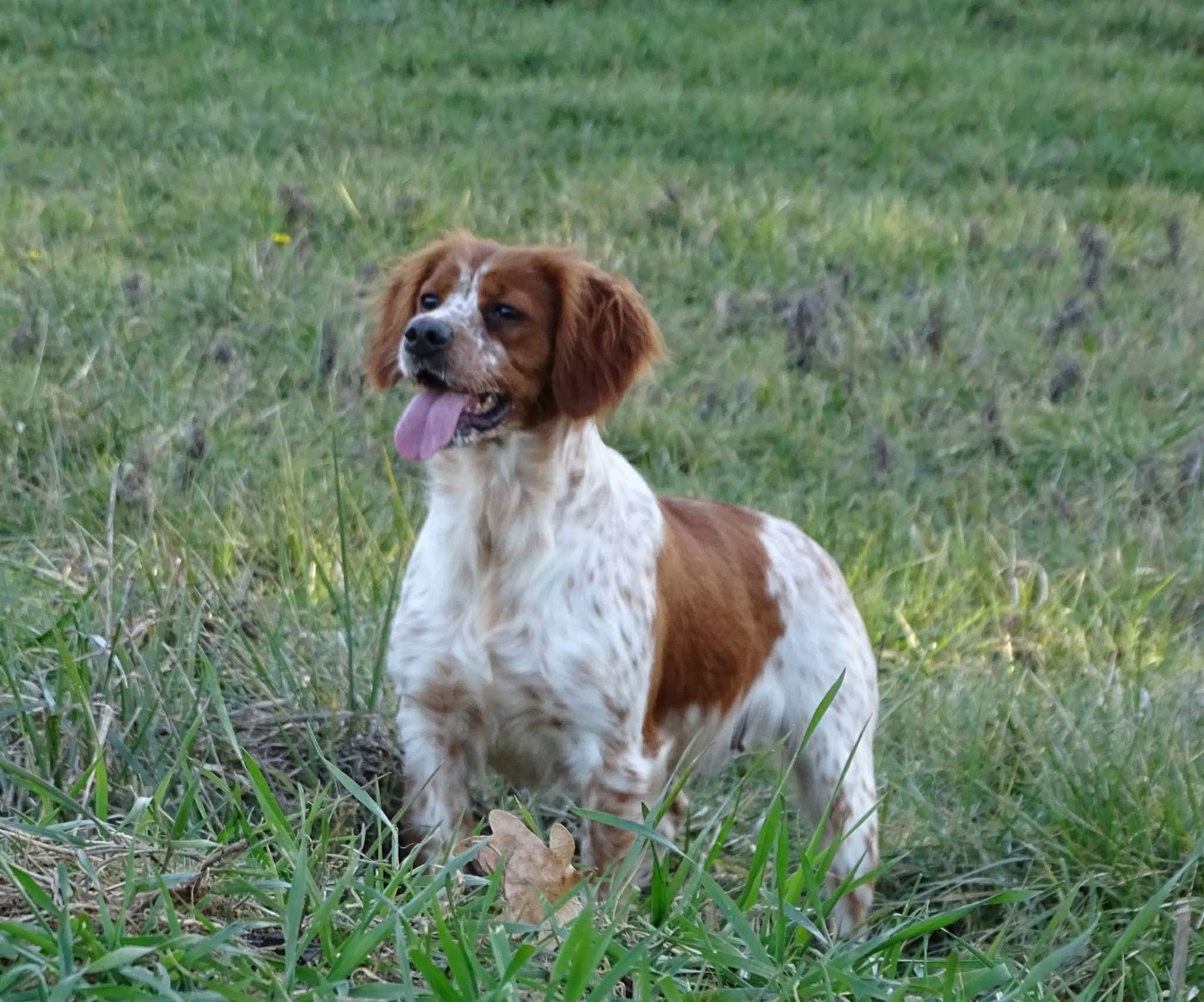 STAR De la plaine marat