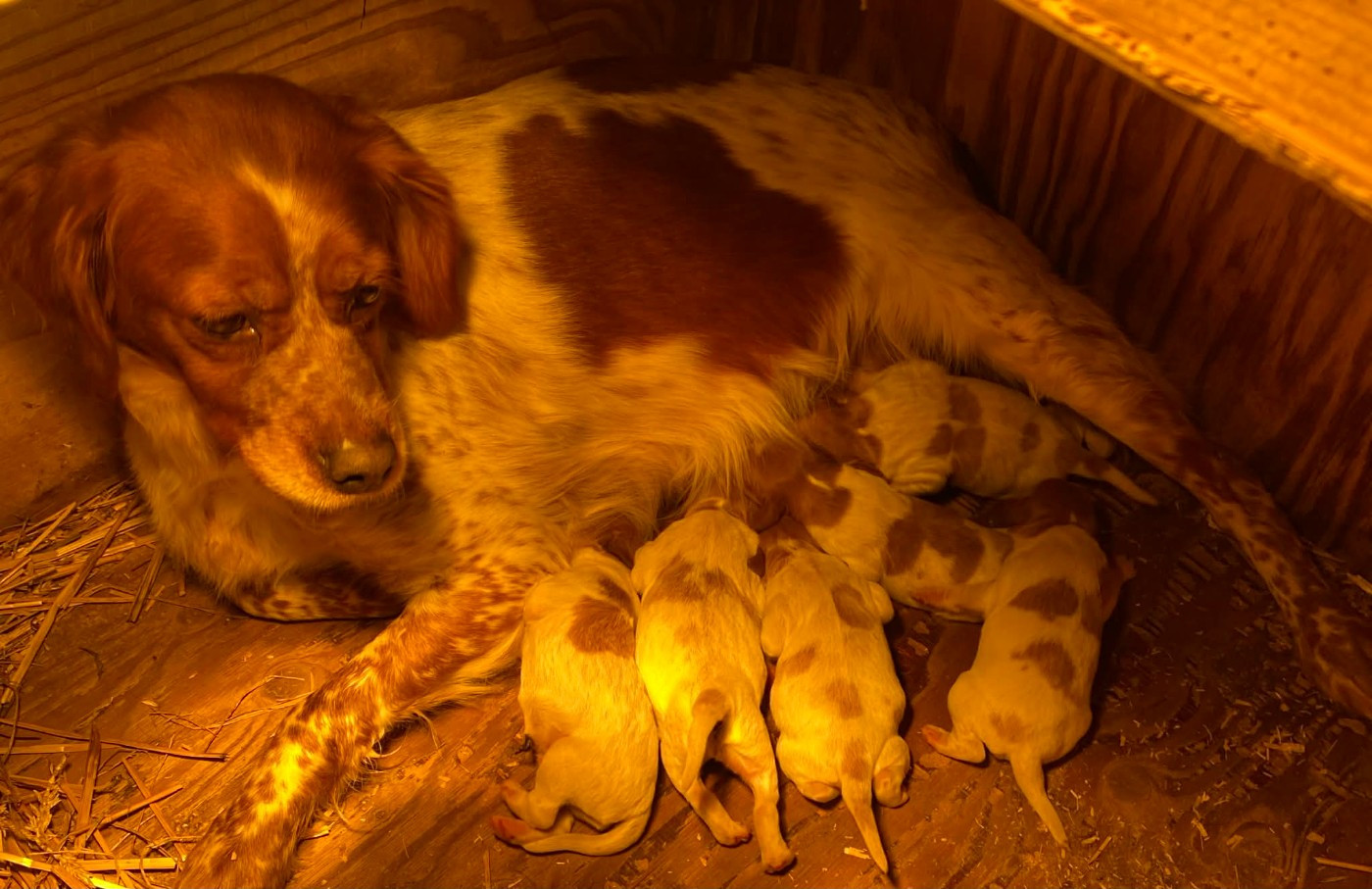 des hautes pousterles - LES BEBES SONT LA