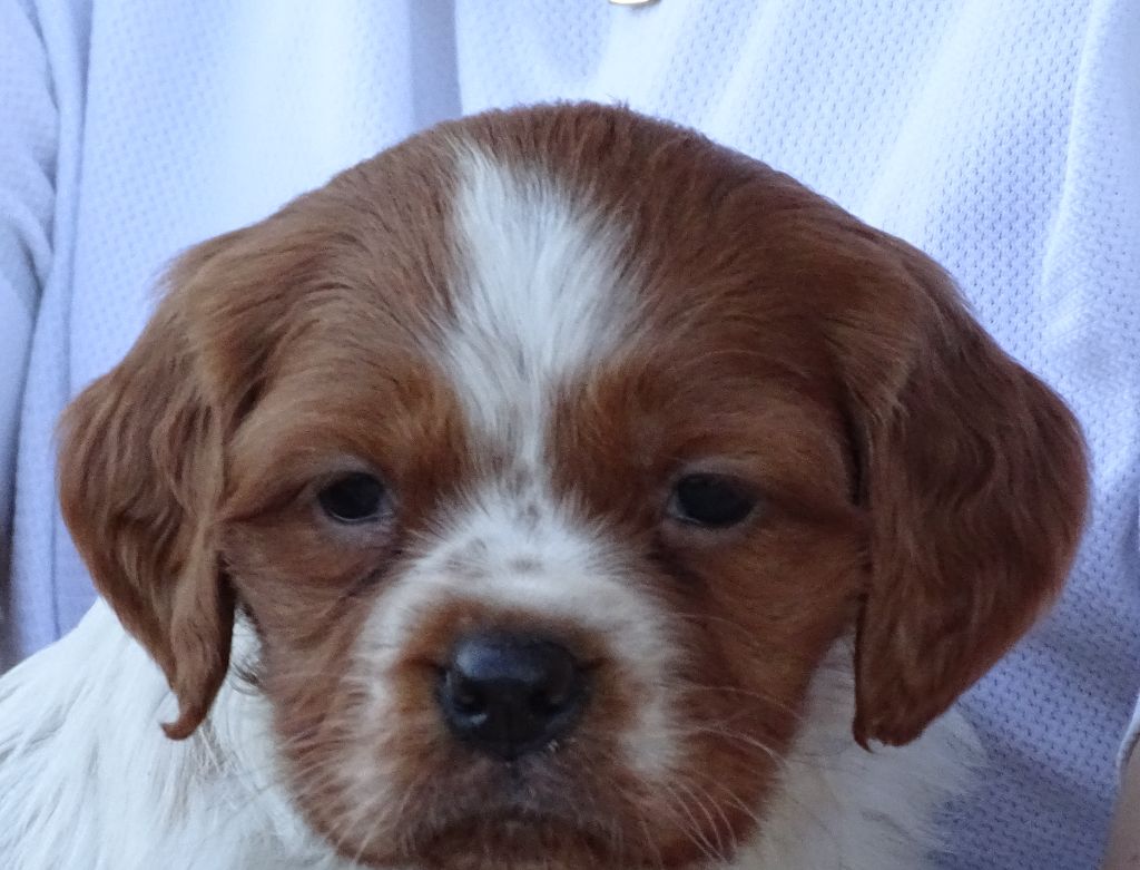 des hautes pousterles - Chiots disponibles - Epagneul Breton