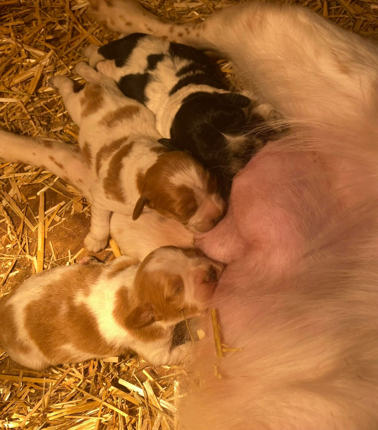 des hautes pousterles - Epagneul Breton - Portée née le 04/01/2026