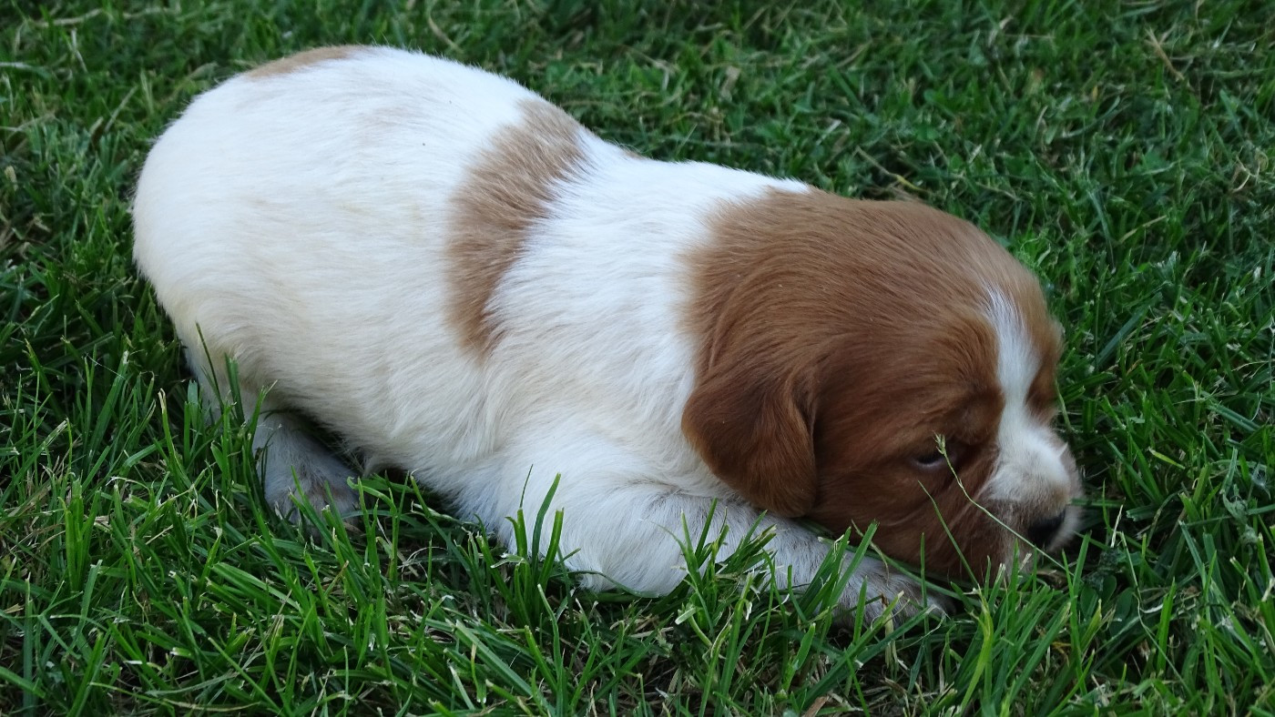 des hautes pousterles - Chiots disponibles - Epagneul Breton