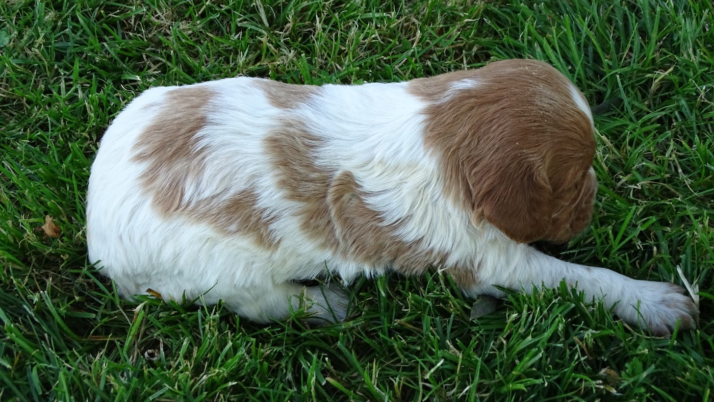 des hautes pousterles - Chiots disponibles - Epagneul Breton