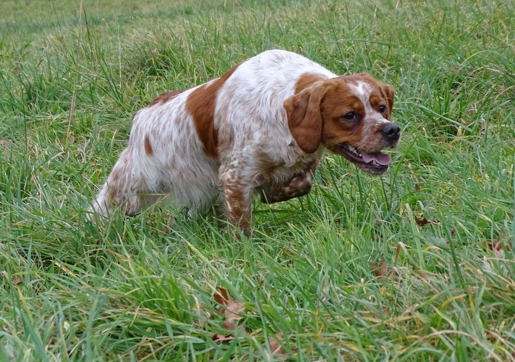 Chiot Epagneul Breton des hautes pousterles