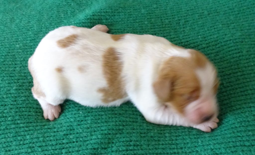 des hautes pousterles - Chiots disponibles - Epagneul Breton