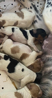 CHIOT ORANGE ET BLANC   MME VIRGINIE