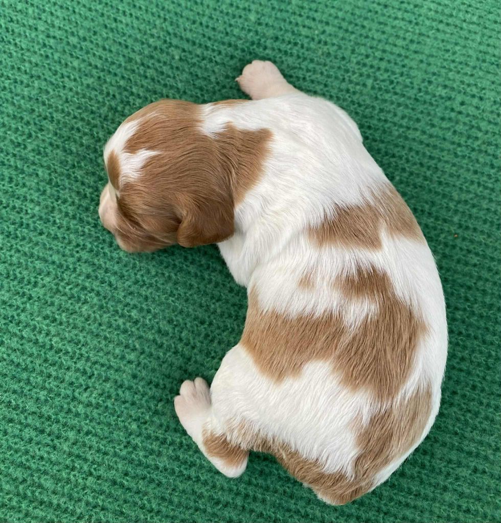 des hautes pousterles - Epagneul Breton - Portée née le 16/10/2025