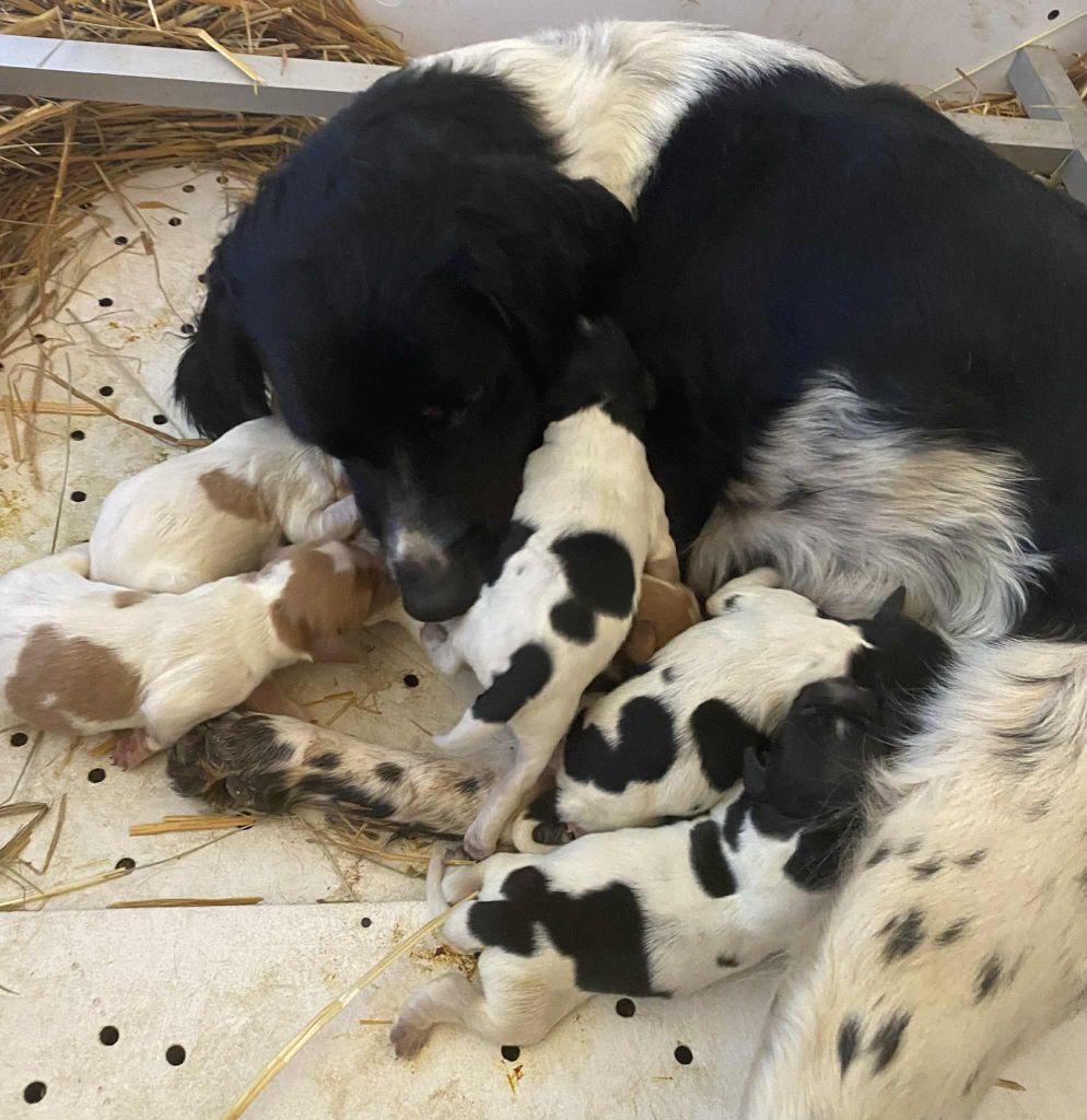 Chiot Epagneul Breton des hautes pousterles