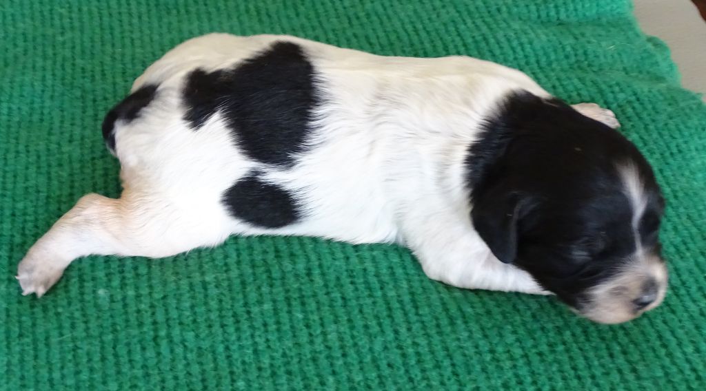 des hautes pousterles - Chiots disponibles - Epagneul Breton