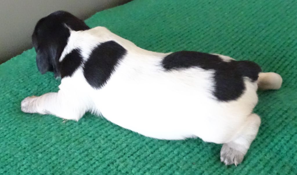 des hautes pousterles - Chiots disponibles - Epagneul Breton